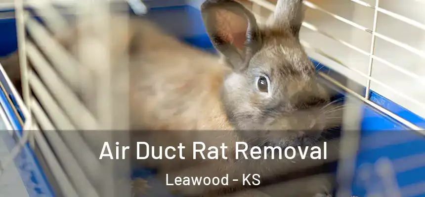  Air Duct Rat Removal Leawood - KS